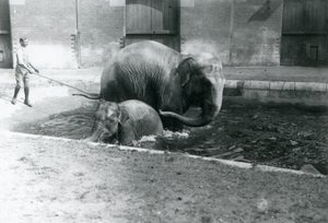 Un éléphant d